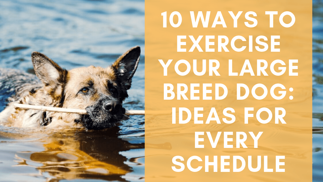 http://www.monsterk9.com/cdn/shop/articles/10-ways-to-exercise-your-large-breed-dog-ideas-for-every-schedule-654608.png?v=1664847179