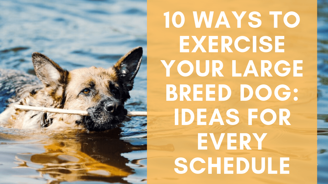 10 Ways To Exercise Your Large Breed Dog: Ideas For Every Schedule