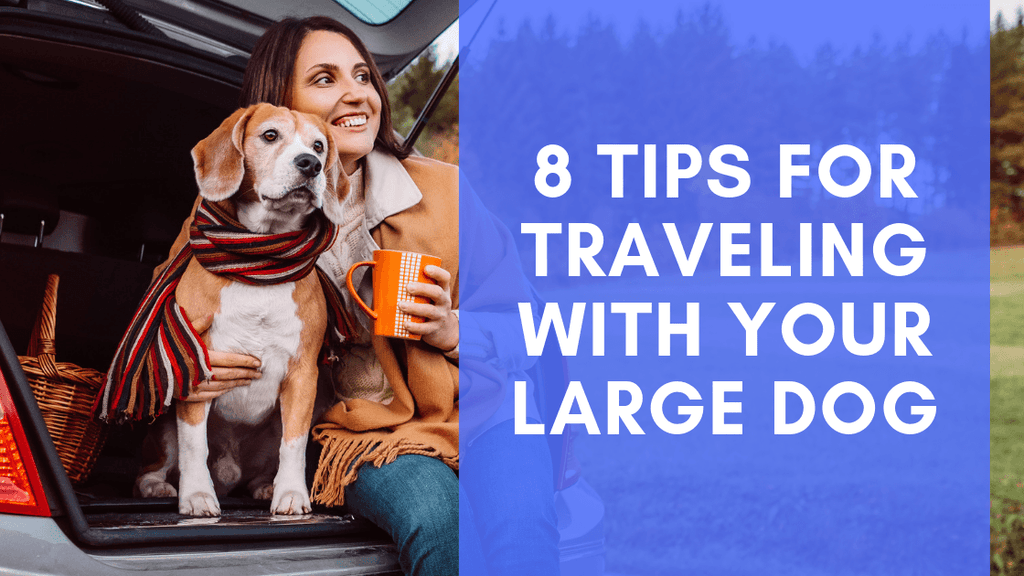 Tips for Traveling With a Dog: Essential Hacks for Smooth Trips