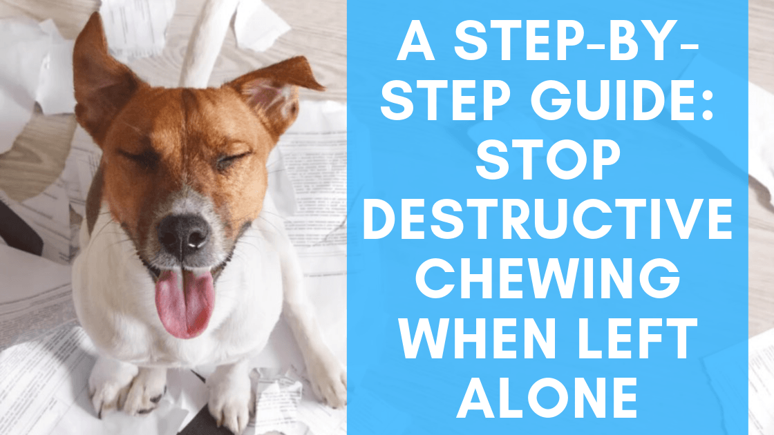 Destructive dogs and ways to keep your dog from being bored