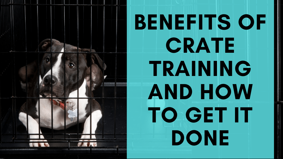 Benefits of Crate Training How to Get it Done