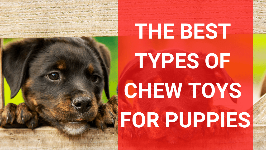 Best Types of Chew Toys for Puppies