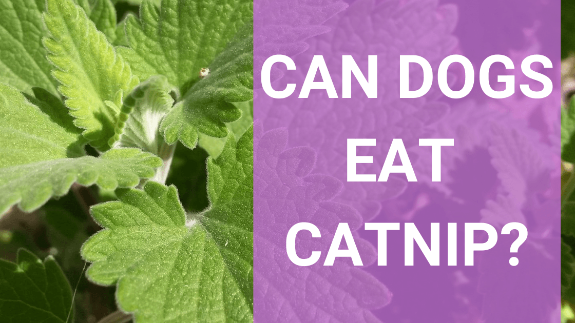 Can Dogs Eat Catnip? - Monster K9 Dog Toys