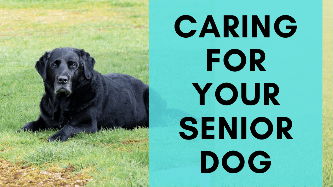 Caring for Your Senior Dog - Monster K9 Dog Toys