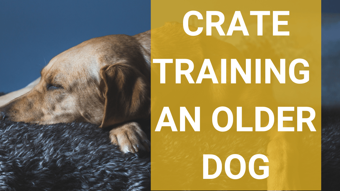 Crate training puppy with online older dog