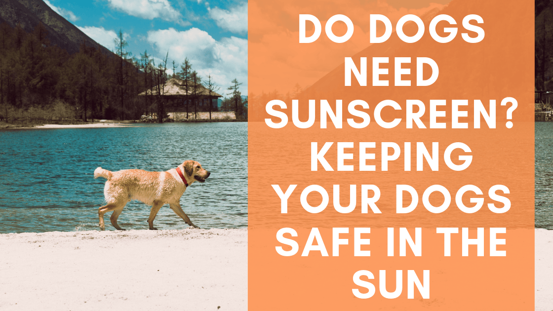 Do Dogs Need Sunscreen? Keeping Your Dog Safe in the Sun - Monster K9 Dog Toys