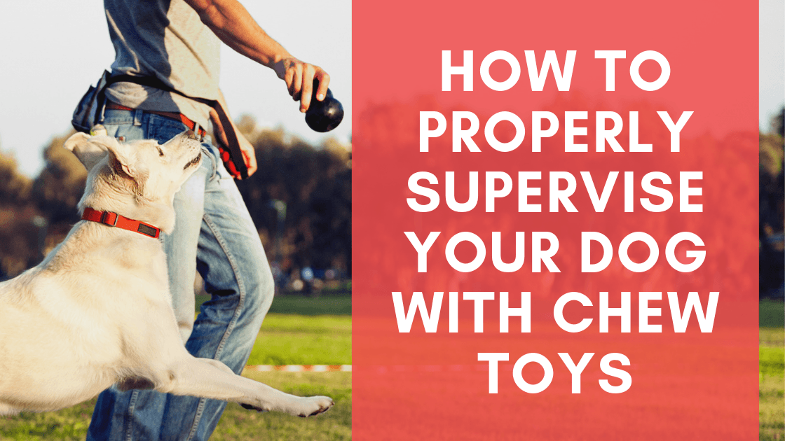 How to Properly Supervise Your Dog with Chew Toys - Monster K9 Dog Toys