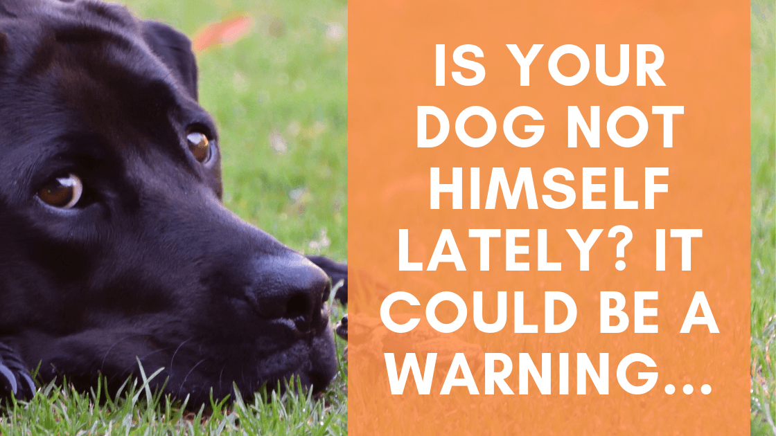 Is your Dog not Himself Lately?  It Could be a Warning... - Monster K9 Dog Toys