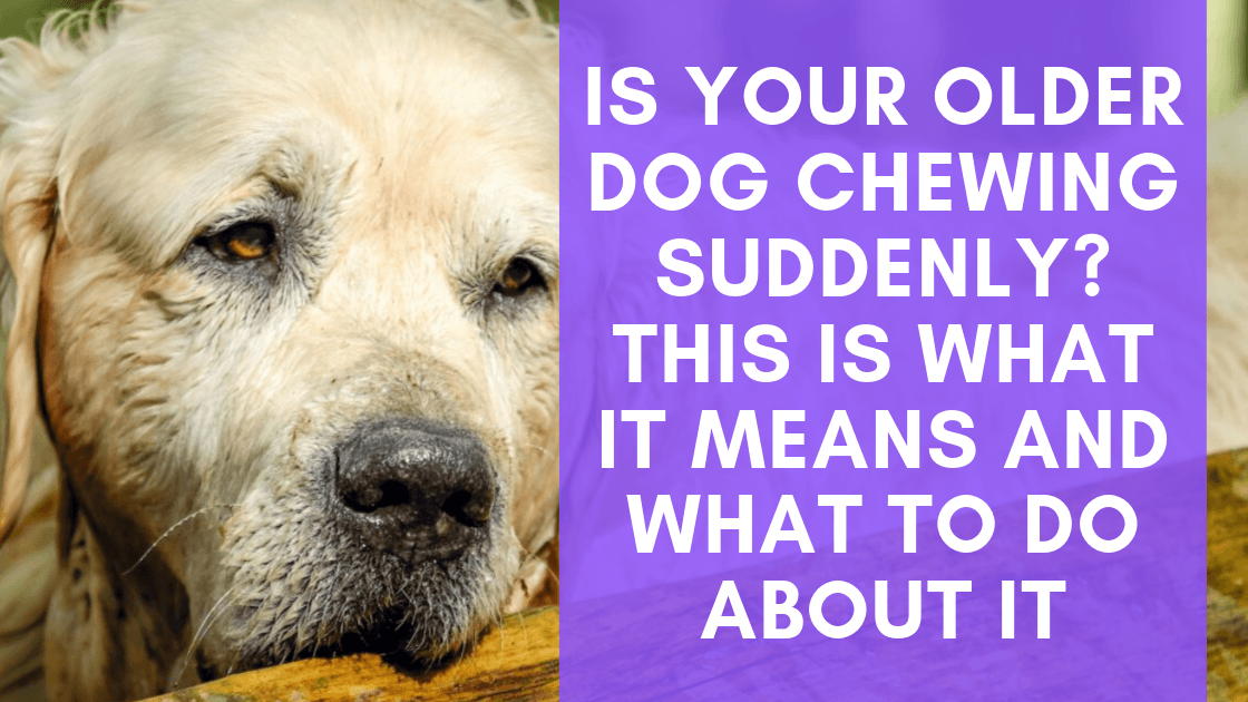 http://www.monsterk9.com/cdn/shop/articles/is-your-older-dog-chewing-suddenly-this-is-what-it-means-and-what-to-do-about-it-440711.png?v=1664847180