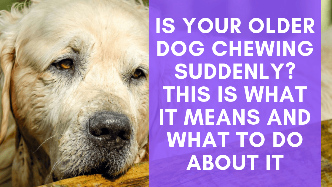 Is Your Older Dog Chewing Suddenly This Is What It Means and What To