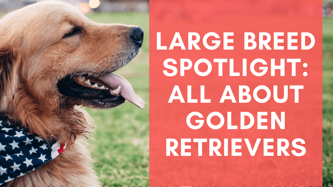 Large Breed Spotlight All About Golden