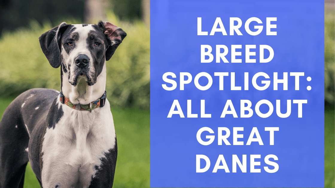 Great breed online