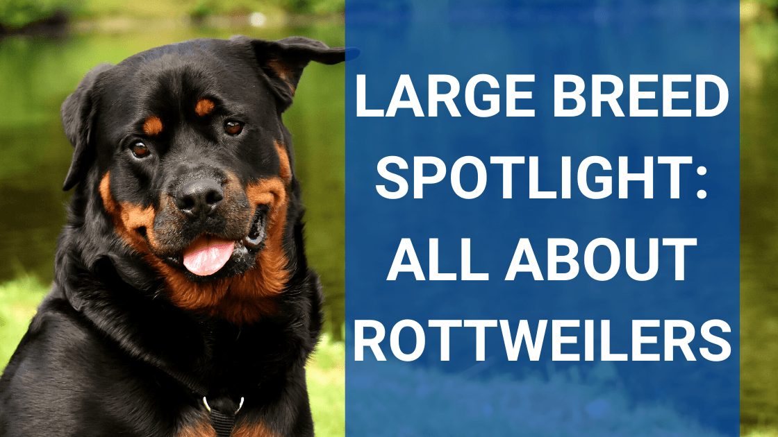 Large Breed Spotlight: All About Rottweilers - Monster K9 Dog Toys