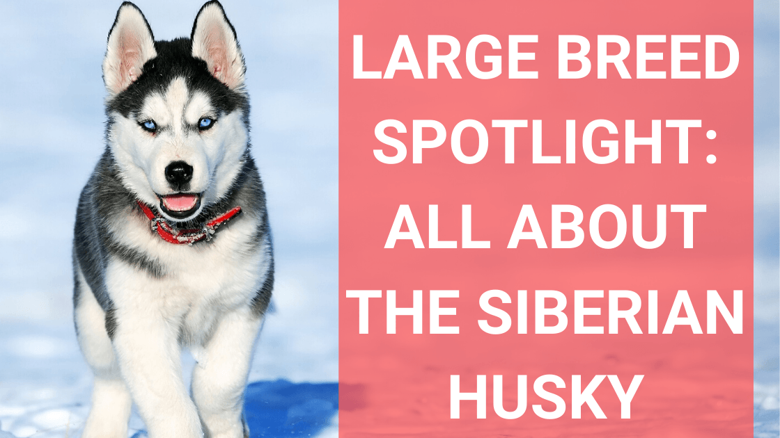 Large Breed Spotlight: Siberian Husky - Monster K9 Dog Toys