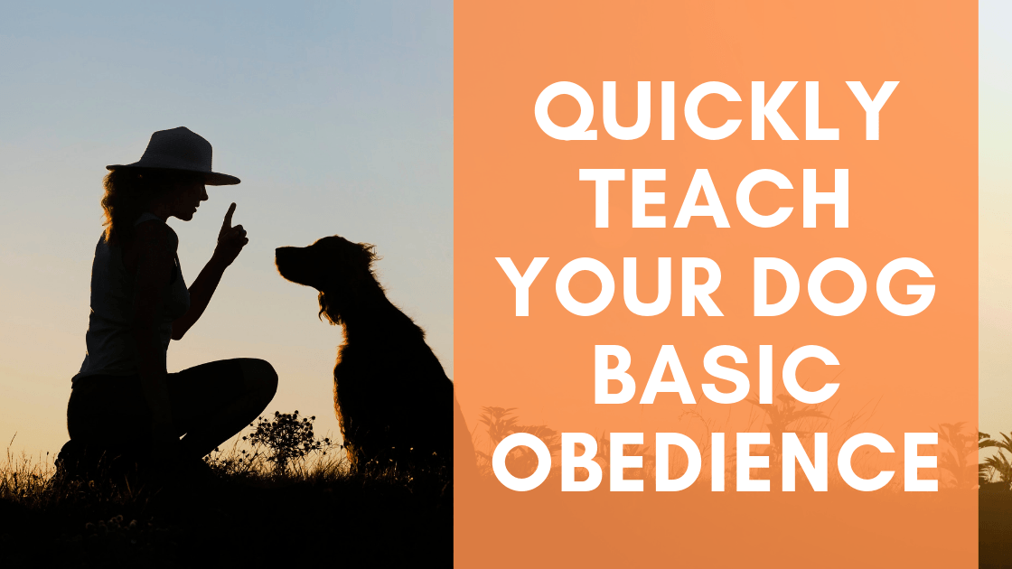 Quickly Teach your Dog Basic Obedience