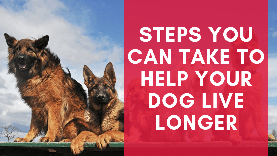 Does Having A Dog Make You Live Longer