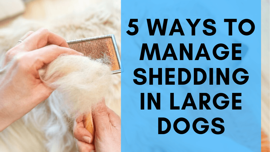 5 Ways to Manage Shedding in Large Dogs