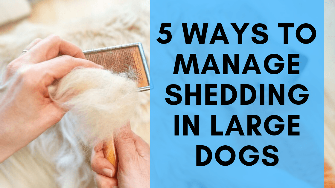 5 Ways to Manage Shedding in Large Dogs - Monster K9 Dog Toys