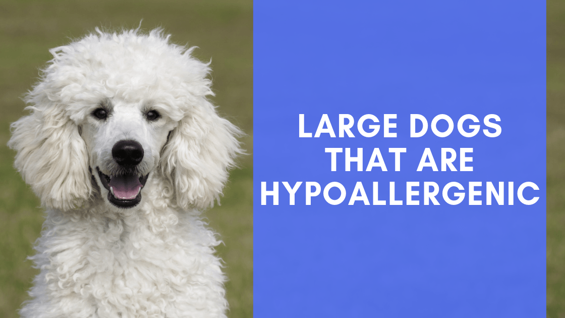 6 Large Dogs That Are The Most Hypoallergenic (plus tips for controlling dander) - Monster K9 Dog Toys