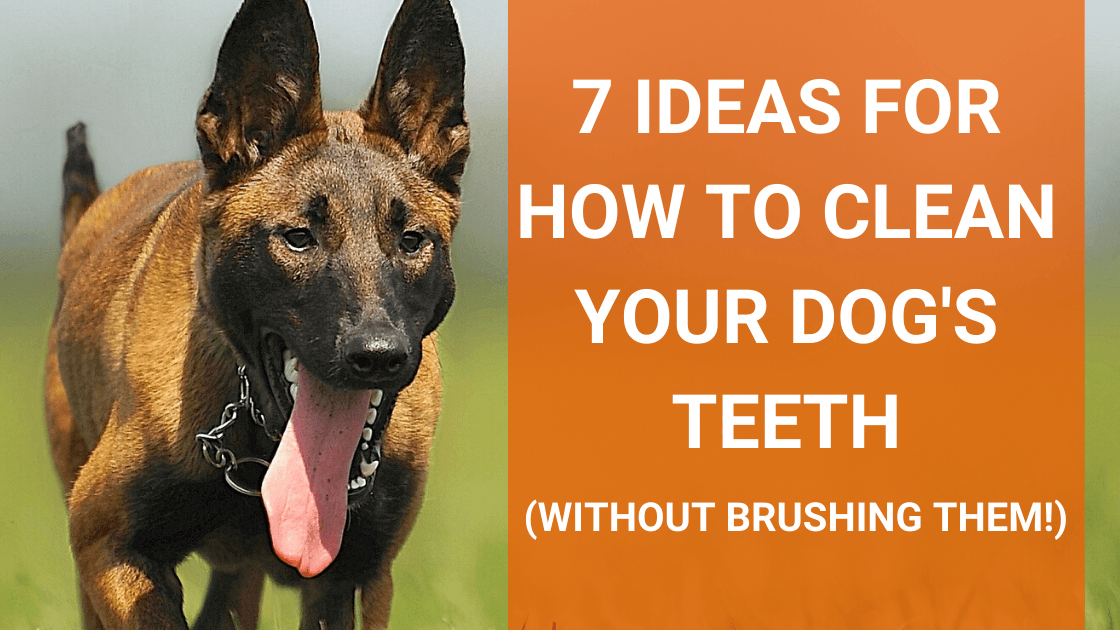 7 Ideas for How to Clean Your Dog’s Teeth (Without Brushing!) - Monster K9 Dog Toys