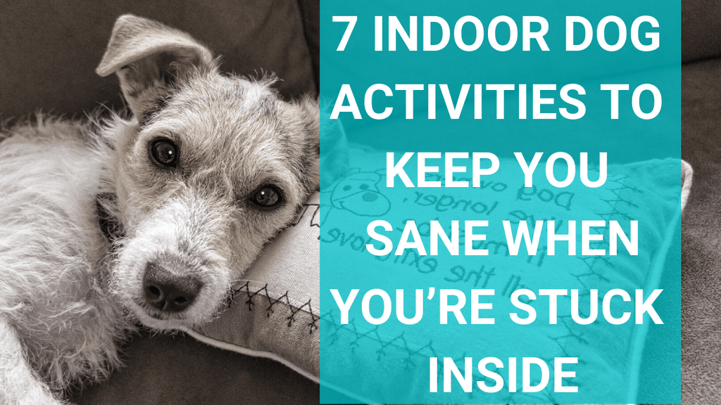 How to Exercise Your Dog When You're Stuck Indoors 2020