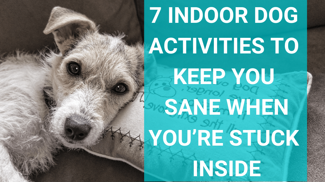 7 Indoor Dog Activities to Keep You Sane When You’re Stuck Inside with Your Dog - Monster K9 Dog Toys