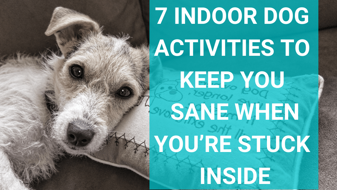 7 Indoor Dog Activities to Keep You Sane When You re Stuck Inside with
