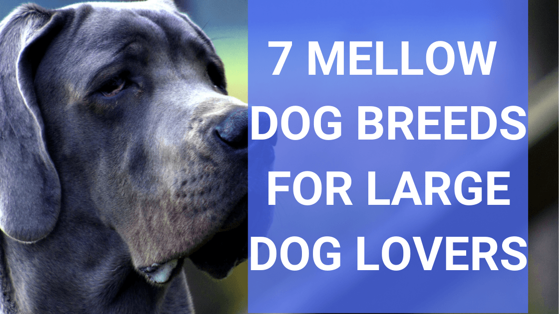 7 Mellow Dog Breeds for Large Dog Lovers - Monster K9 Dog Toys