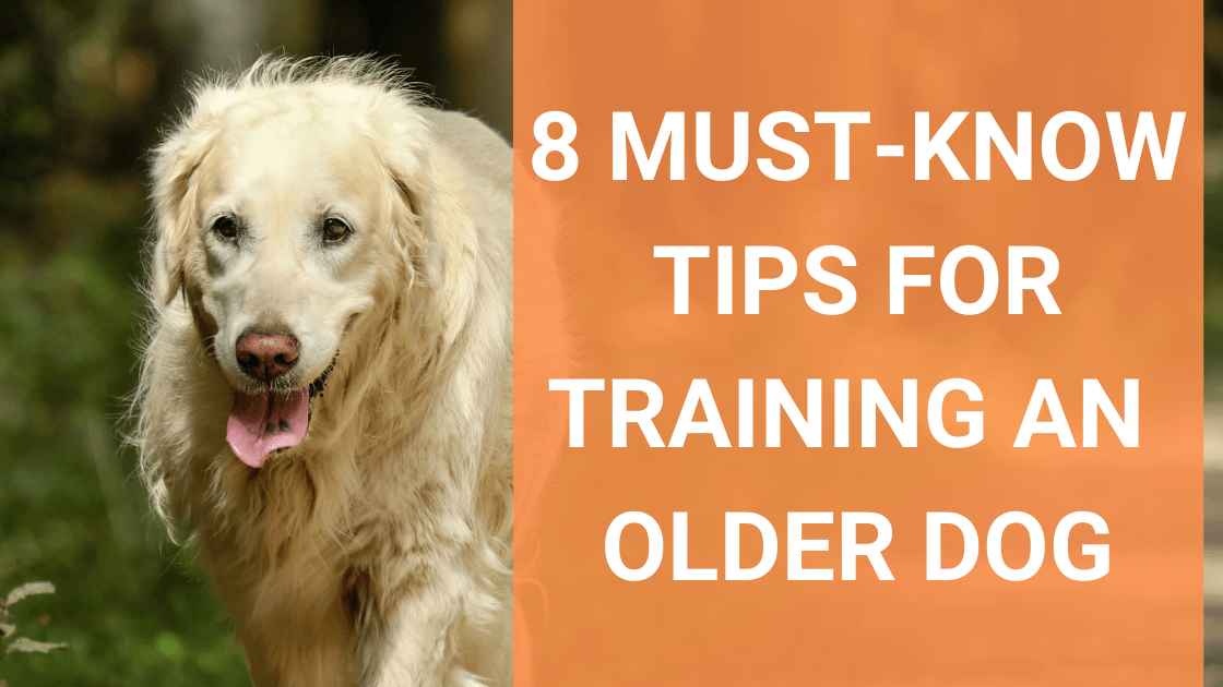 8 Must-Know Tips For Training an Older Dog - Monster K9 Dog Toys