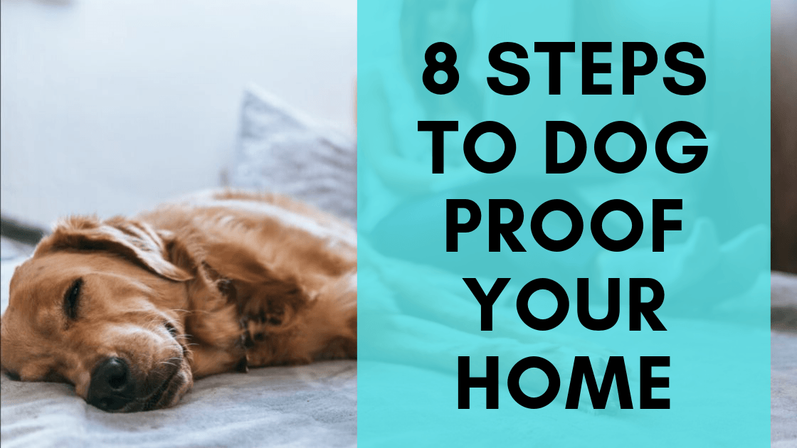 8 Steps to Dog Proof Your Home - Monster K9 Dog Toys
