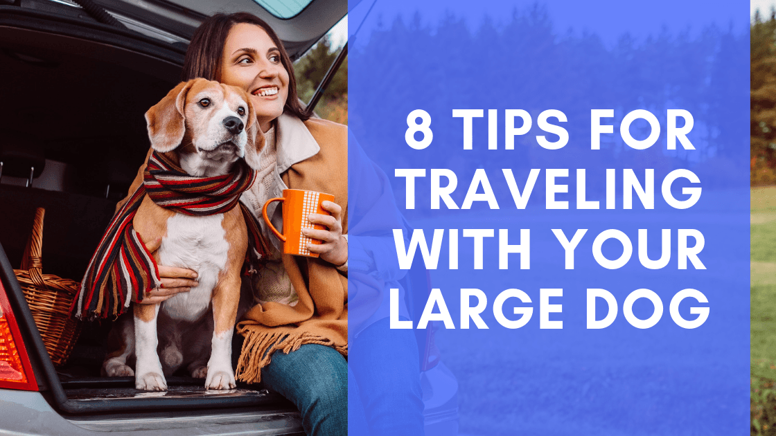 8 Tips for Traveling with Your Large Dog - Monster K9 Dog Toys