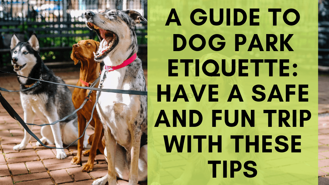 A Guide to Dog Park Etiquette: Have a Safe and Fun Trip with these Tips - Monster K9 Dog Toys