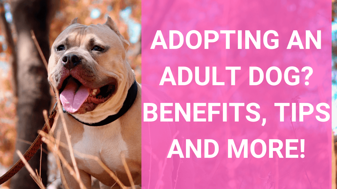 Adopting an Adult Dog? Benefits, Tips and More! - Monster K9 Dog Toys