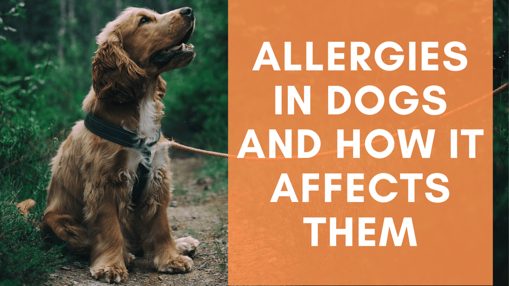 Allergies in Dogs and How It Affects Them