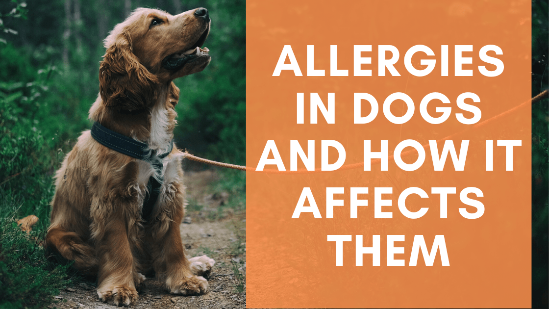 Allergies in Dogs and How It Affects Them - Monster K9 Dog Toys