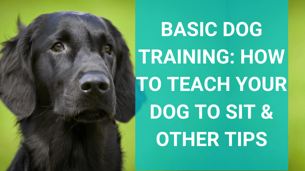 How to Train Your Dog to Sit: Master the Basics