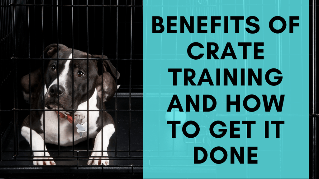 E collar top crate training