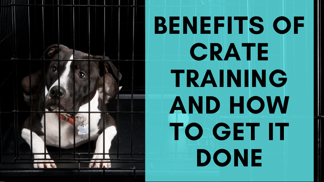 Benefits of Crate Training & How to Get it Done - Monster K9 Dog Toys
