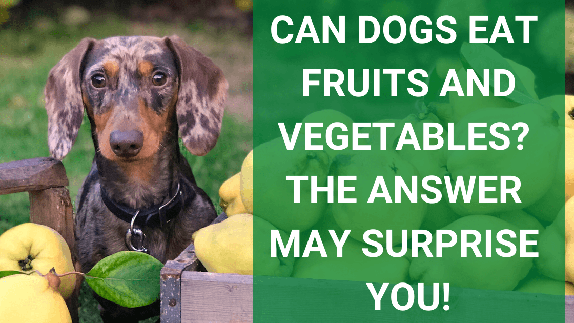 Can Dogs Eat Fruits and Vegetables? The Answer May Surprise You! - Monster K9 Dog Toys