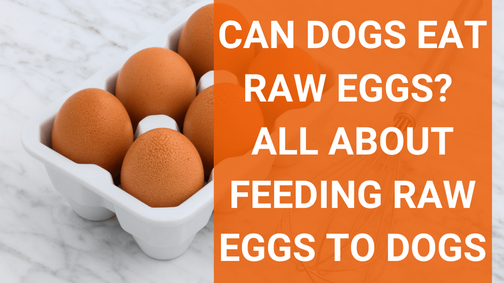 Can i feed top my dog raw egg