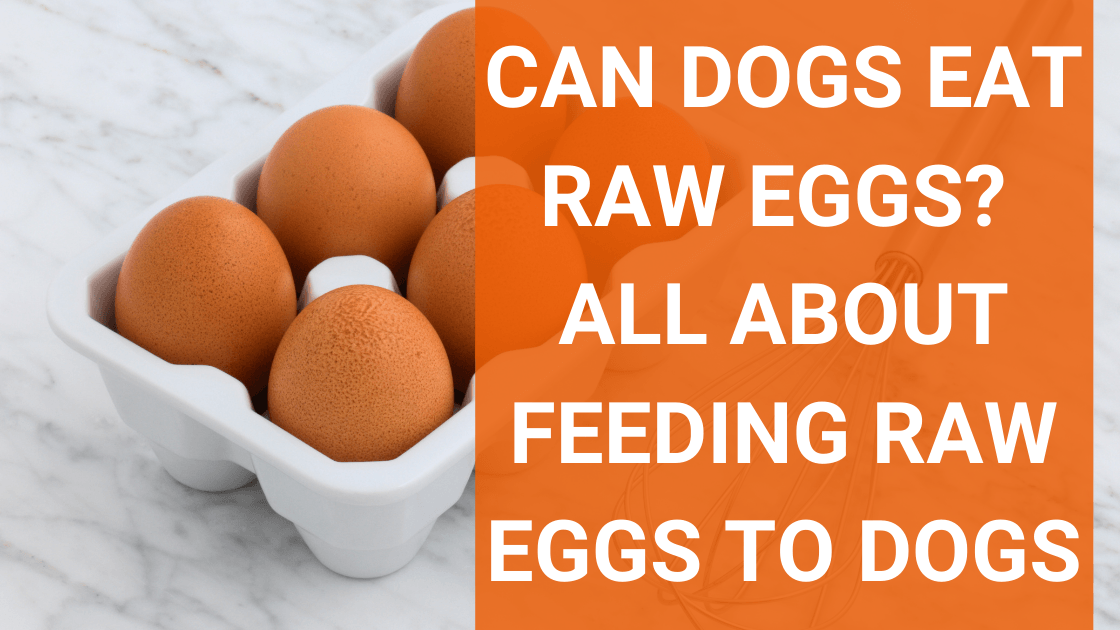 Is it good to top give dogs raw eggs