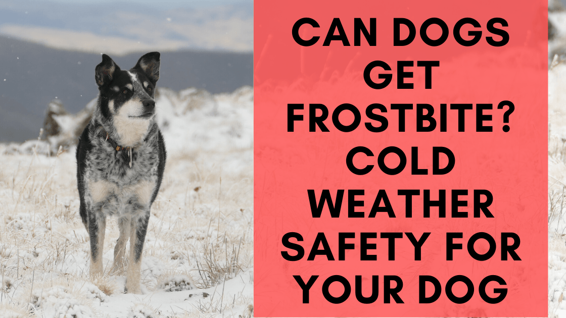 Can Dogs Get Frostbite? Cold Weather Safety for your Dog - Monster K9 Dog Toys
