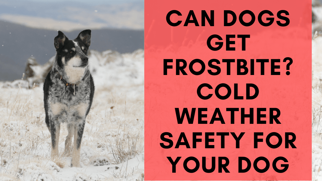 Can Dogs Get Frostbite? Cold Weather Safety for your Dog