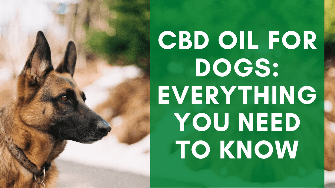 CBD Oil for Dogs: Everything you Need to Know - Monster K9 Dog Toys