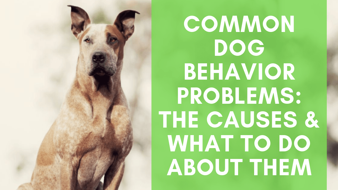 Common Dog Behavior Problems: The Causes & What To Do About Them - Monster K9 Dog Toys