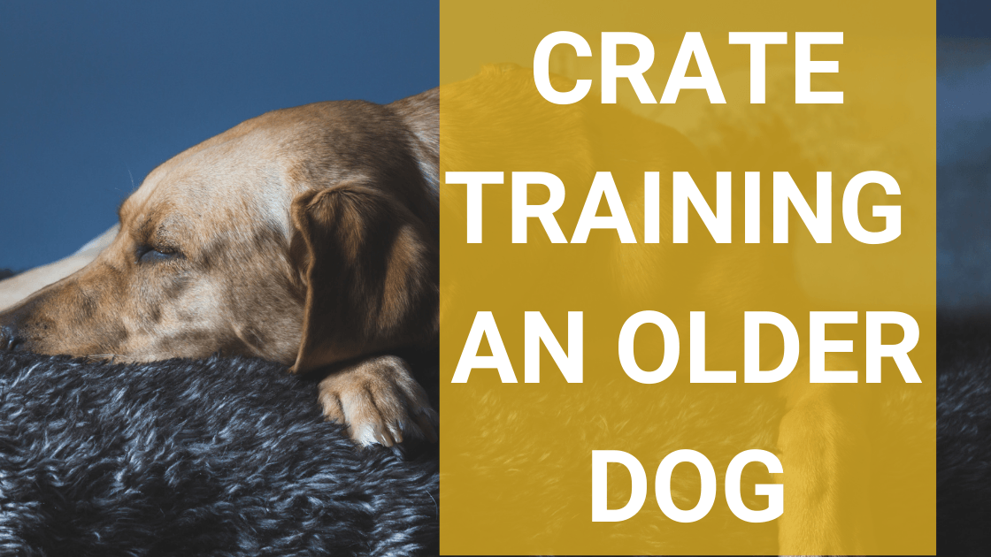 Crate Training an Older Dog - Monster K9 Dog Toys