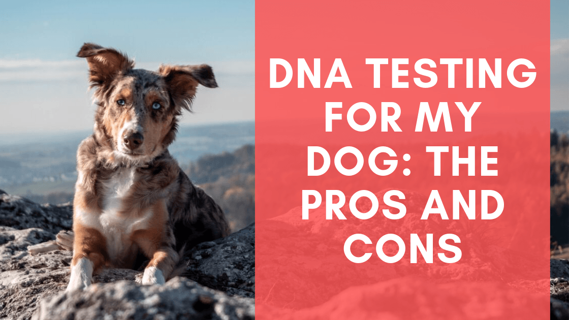 DNA Testing For My Dog: The Pros and Cons - Monster K9 Dog Toys