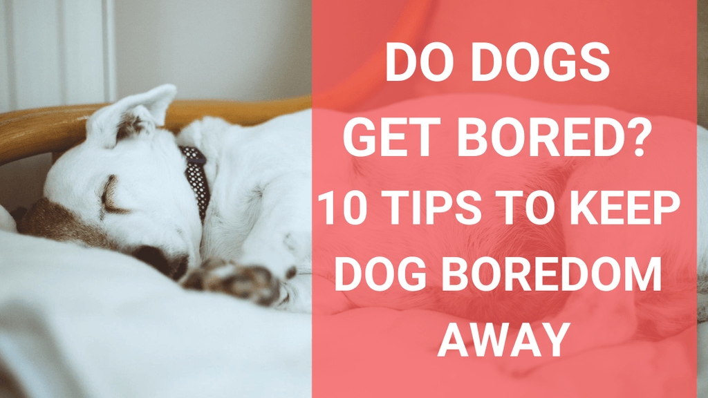 Do Dogs Get Bored? And How-To Keep Your Dog Busy – Petzyo