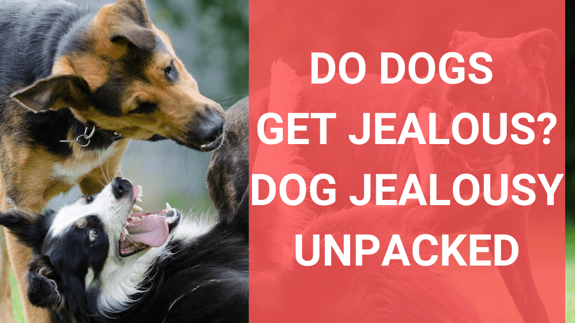 Do Dogs Get Jealous? Dog Jealousy Unpacked - Monster K9 Dog Toys