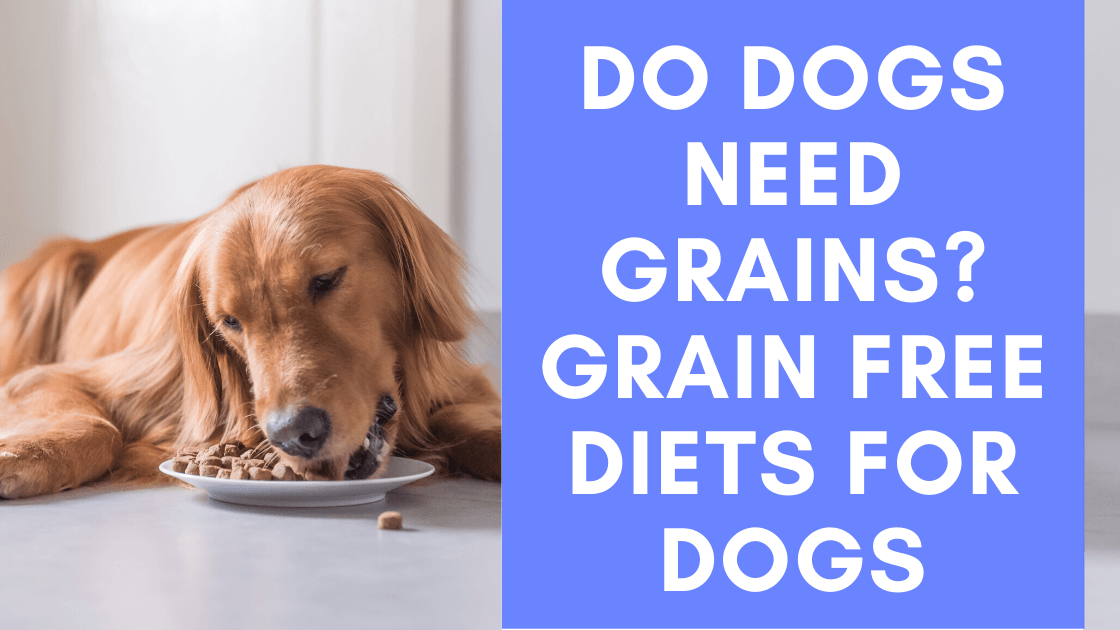 Do Dogs Need Grains? Grain Free Diets for Dogs - Monster K9 Dog Toys